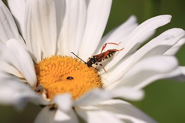 Image showing stenopterus rufus (linnaeus)