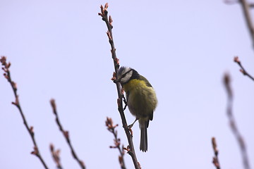 Image showing Blue tit