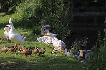 Image showing white geeses and ducks