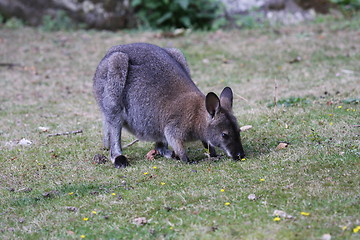 Image showing Bennett Wallaby, Kangaroo