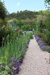 Image showing flower garden in spring