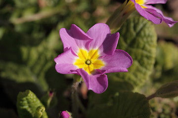 Image showing primula