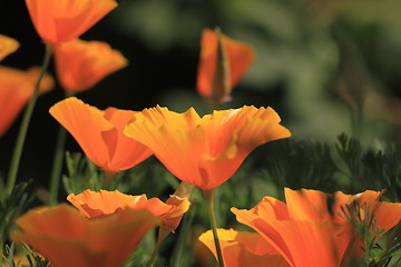 Image showing Eschscholtzia of California, california poppy