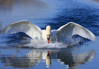 Image showing Swan attack