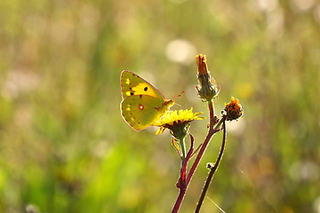 Image showing colias crocea, le soucis