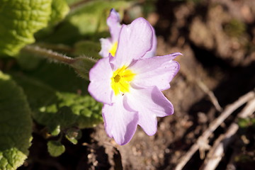 Image showing primula