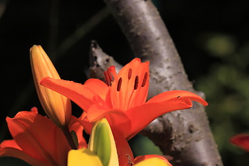 Image showing Flower Lilly