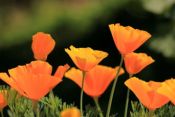 Image showing Eschscholtzia of California, california poppy