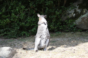 Image showing Bennett Wallaby, Kangaroo