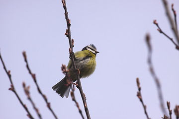 Image showing Blue tit