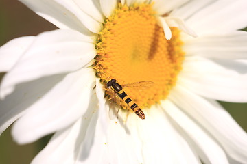 Image showing hoverfly Syrphe syrphidae