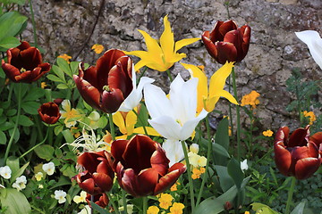 Image showing flower garden in spring