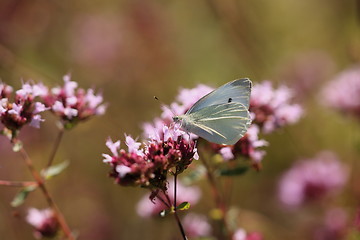 Image showing pieris rapae, pieride de la rave