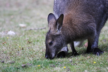 Image showing Bennett Wallaby, Kangaroo