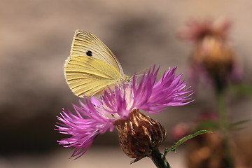 Image showing pieris rapae, pieride de la rave