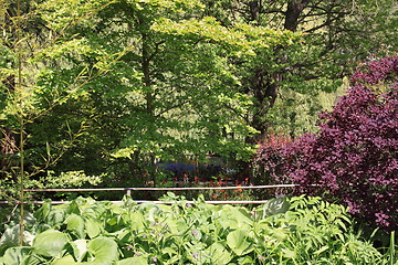 Image showing flower garden in spring