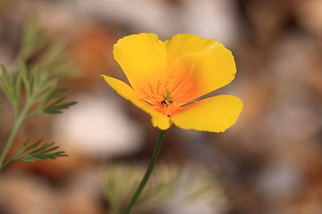 Image showing Eschscholtzia of California, california poppy