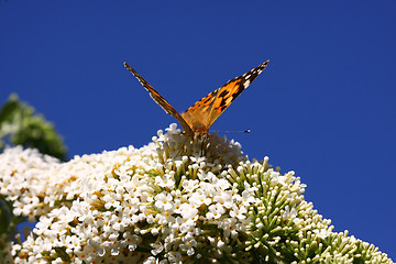 Image showing Butterfly cynthia cardui, la belle dame
