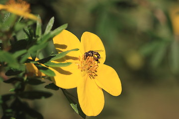 Image showing hoverfly Syrphe syrphidae