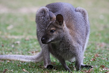 Image showing Bennett Wallaby, Kangaroo