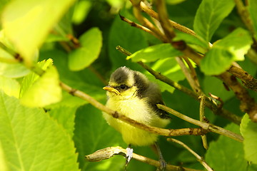 Image showing Baby blue tit, chick