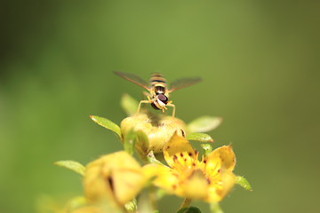 Image showing hoverfly Syrphe syrphidae