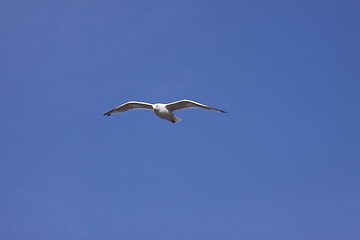 Image showing Gull, seagull