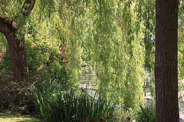 Image showing river in the garden