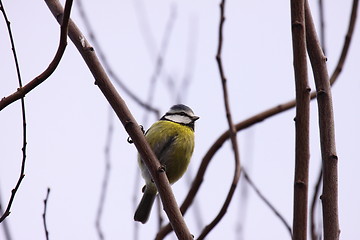 Image showing Blue tit