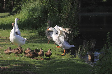 Image showing white geeses and ducks