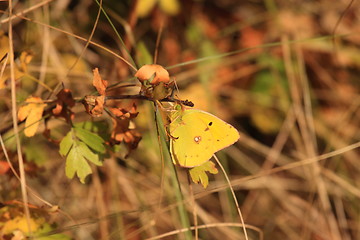 Image showing colias crocea, le soucis