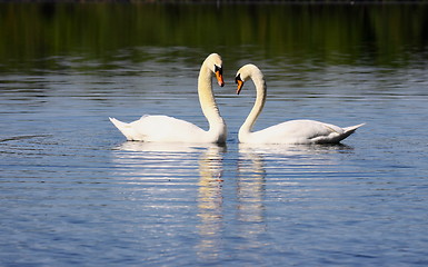 Image showing Mating swans