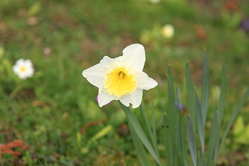 Image showing daffodil,  narcissus, jonquille, narcisse