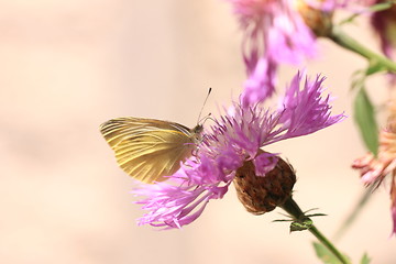 Image showing pieris rapae, pieride de la rave