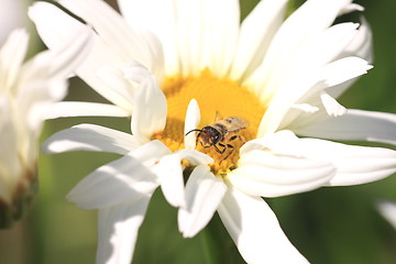 Image showing hoverfly Syrphe syrphidae