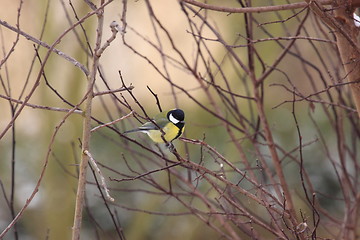 Image showing Black Tit