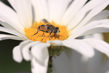 Image showing hoverfly Syrphe syrphidae