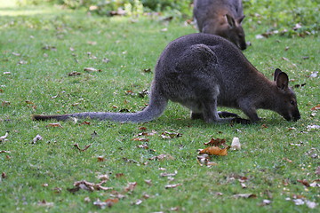 Image showing Bennett Wallaby, Kangaroo