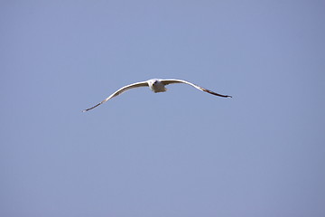 Image showing Gull, seagull