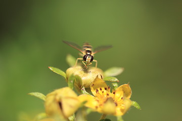 Image showing hoverfly Syrphe syrphidae