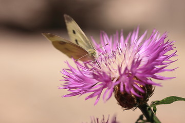 Image showing pieris rapae, pieride de la rave