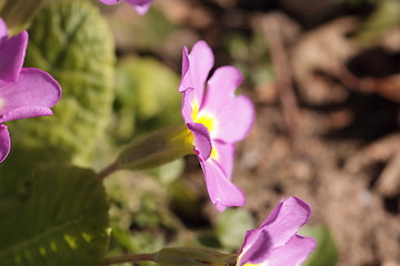 Image showing primula