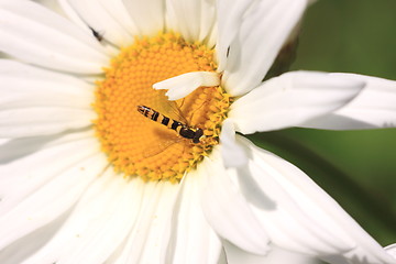 Image showing hoverfly Syrphe syrphidae