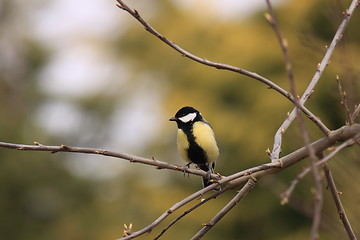 Image showing Black Tit