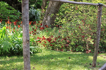 Image showing flower garden in spring