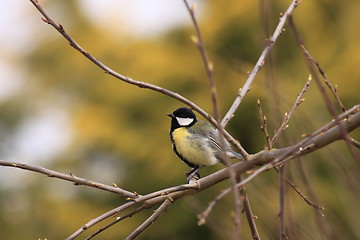 Image showing Black Tit