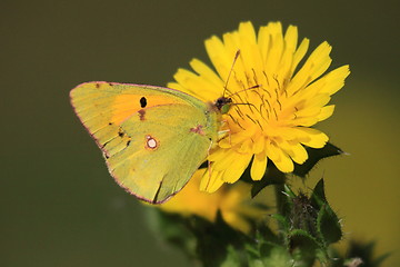 Image showing colias crocea, le soucis