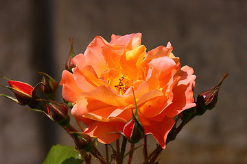 Image showing Rose garden