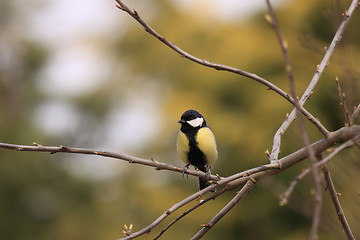 Image showing Black Tit