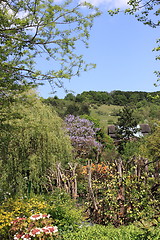 Image showing flower garden in spring